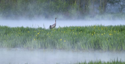 Crane (Grus grus) stands in a wetland, wet meadow with swamp iris (Iris pseudacorus), blooming,