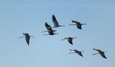 Crane (Grus grus), cranes in flight, blue sky, Lower Saxony, Germany