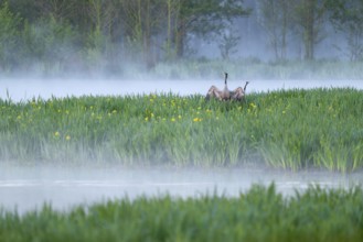 Crane (Grus grus), cranes courting in a wetland, wet meadow with swamp iris (Iris pseudacorus),