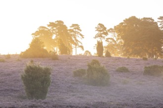 Golden sunbeams over the blooming Lüneburger Heide near Niederhaverbeck
