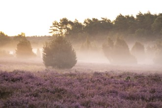 Enchanting morning atmosphere in August with fog in the blooming Lüneburger Heide near