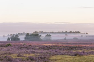 Enchanting fog, morning atmosphere in the blooming Lüneburger Heide near Niederhaverbeck