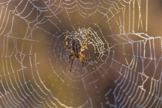 Macro shot of a cross spider in the golden morning light of the blooming Lüneburger Heide