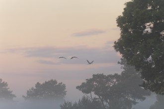 Cranes in morning fog over the blooming Lüneburger Heide near Niederhaverbeck