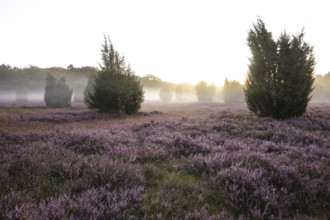 Enchanting morning atmosphere in August with fog in the blooming Lüneburger Heide near