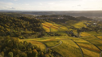 Golden sunset over the glowing autumnal vineyards on the Kappelberg between Fellbach and Stuttgart