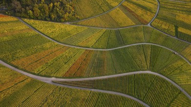Golden sunset over the glowing autumnal vineyards on the Kappelberg between Fellbach and Stuttgart.