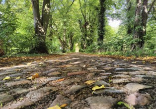 Kastanienallee with cobblestones, Rauschendorf district of the municipality of Sonnenberg,