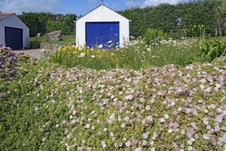Blooming garden in front of a white building with a blue door, Isles of Scilly, Hugh Town,