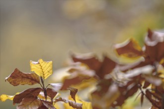 Detailed shot of yellow and brown autumn leaves with soft background, Freudenberg North