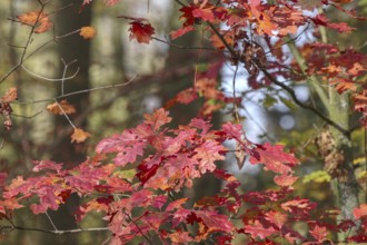 Close-up of red autumn leaves on a tree glowing intensely in warm shades, Nettetal