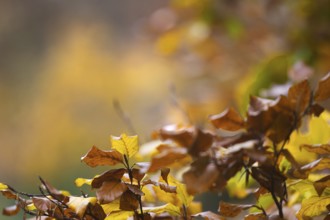 Close-up of autumn leaves in yellow and brown with blurred background, Freudenberg North
