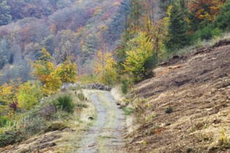Forest trail lined with colorful autumn trees, the leaves show a variety of colors, Freudenberg