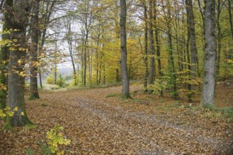 A path covered with autumn leaves snakes through the forest, Freudenberg North Rhine-Westphalia