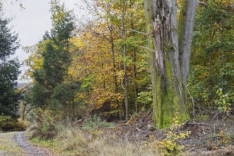 Forest scene with old tree, moss and colorful autumn leaves, quiet atmosphere, Freudenberg North