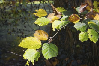 Autumn leaf mix in bright light on a tree with a pond in the background, Nettetal