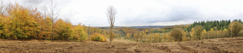 Panoramic picture of a vast autumn forest with varied colors, Freudenberg North Rhine-Westphalia