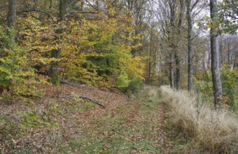 Autumn forest edge with colorful leaves, grass and quiet atmosphere, Freudenberg North