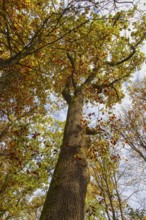 Frog's eye view of a large tree with autumn leaves, Netphen