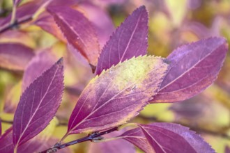 Close-up of purple leaves with autumn colors, Siegen