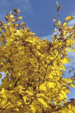 Tree with bright yellow autumn leaves against a blue sky, Siegen