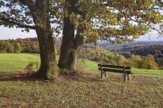 Peaceful view of an autumnal landscape with bench under trees, Freudenberg, North Rhine-Westphalia