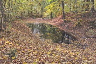 Secluded pond in the forest with autumn leaves and reflections, Netphen