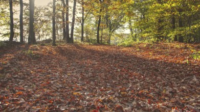 Sun-drenched forest with reddish brown autumn leaves on the ground, Siegen