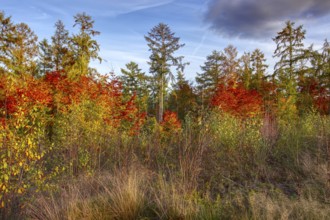 Autumn landscape with colorful trees under blue sky, Siegen
