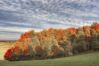 Forest in bright autumn colors under cloudy sky, Siegen