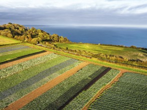Fields and Farms at evening sun from a drone, Shaldon, Torquay, Devon, England, United Kingdom