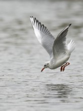 A black-headed gull fishing just in front of diving into water, Ruhrpott, North Rhine-Westphalia,