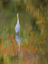 A gray heron is reflected in water in autumn, Ruhrpott, North Rhine-Westphalia, Germany