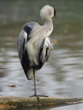A gray heron taking care of plumage, Ruhrpott, North Rhine-Westphalia, Germany