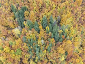 Aerial view, top-down view of an autumn-colored mixed forest, mainly consisting of red beech and