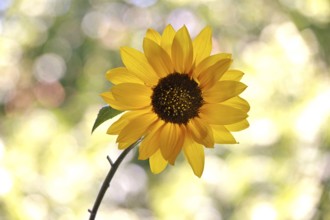 Blossom of a sunflower with beautiful bokeh, Germany