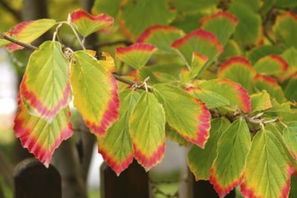 Witch hazel leaves, autumn, Germany