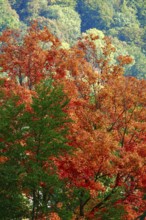 Golden October, forest glows in autumn colors, Germany
