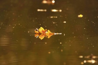 Leaves of an oak reflected in water, autumn, Germany