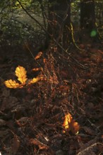Leaves of an oak tree, autumn, Germany