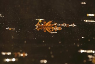 Leaves of an oak tree on a lake, autumn, Germany