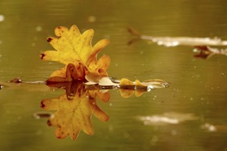 Leaves of an oak tree, reflection in a lake, autumn, Germany