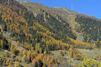 Forest in colorful autumn dress, Val d'Hérens, Valais, Switzerland