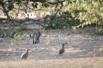 African wildcat (Felis lybica) followed by two Francolin birds. The birds try to chase the wild cat
