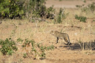 African wildcat (Felis lybica) standing in its habitat, looking to the camera. Chobe National Park,