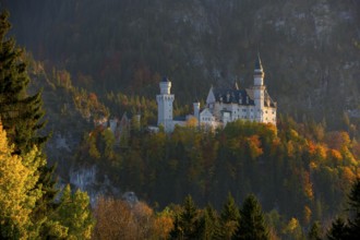 The fairytale castle Neuschwanstein surrounded by colorful autumn forests, in the warm light of