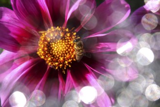 Dahlia with beautiful bokeh, autumn, Germany