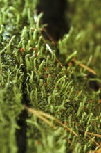 Lichen in the forest, autumn time, October, Germany