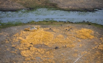 Steppe zebras (Equus quagga), riverbank, aerial view, Okavango Delta, Botswana