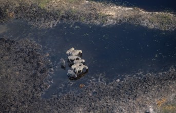Steppe zebras (Equus quagga) drinking by the river, aerial view, Okavango Delta, Botswana